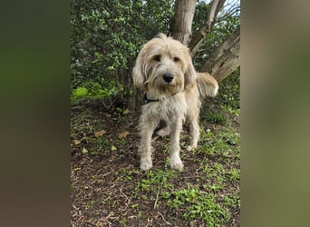 Biondo - DEN will man nicht mehr missen