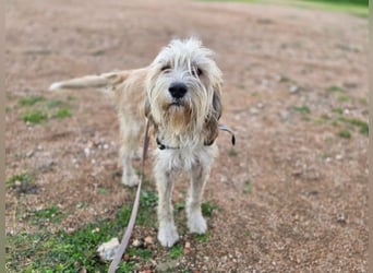 Biondo - DEN will man nicht mehr missen