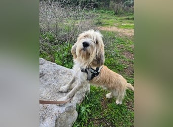 Biondo - DEN will man nicht mehr missen