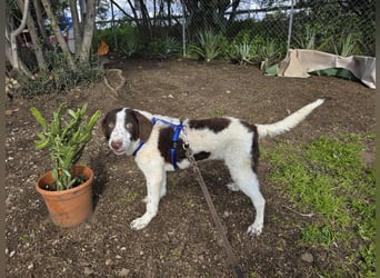 Befanino: er liebt Menschen über alles