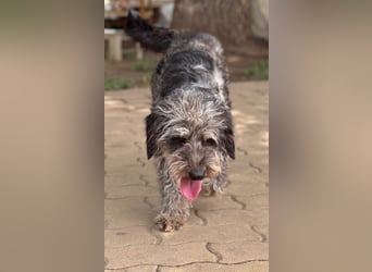 Teo, freundlicher Labradoodle geb. 06/2024