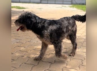 Teo, freundlicher Labradoodle geb. 06/2024