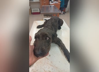 Pann, süße Labradoodle Mix Hündin geb. 09/2024