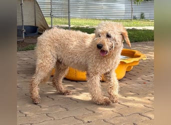 Timo, freundlicher Labradoodle  geb. 06/2024