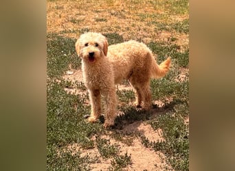 Timo, freundlicher Labradoodle  geb. 06/2024
