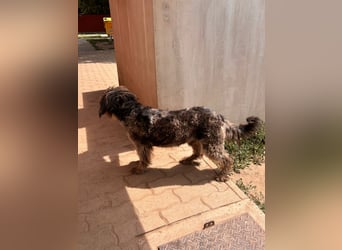 Tobi, freundlicher Labardoodle geb. 06/2024