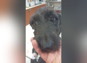 Pann, süße Labradoodle Mix Hündin geb. 09/2024