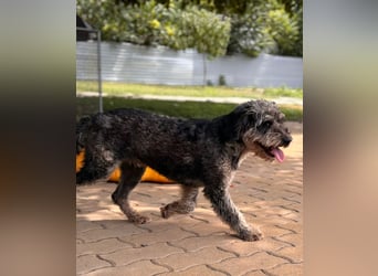 Teo, freundlicher Labradoodle geb. 06/2024