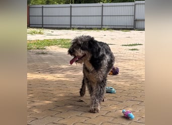 Teo, freundlicher Labradoodle geb. 06/2024
