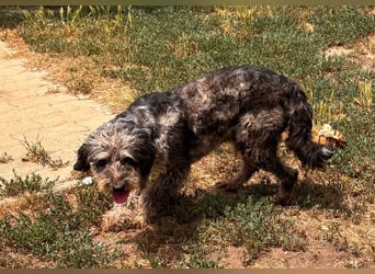 Teo, freundlicher Labradoodle geb. 06/2024