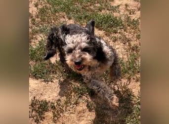 Teo, freundlicher Labradoodle geb. 06/2024