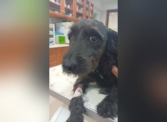 Pann, süße Labradoodle Mix Hündin geb. 09/2024