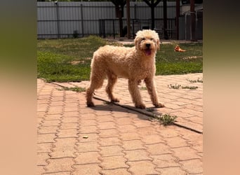 Timo, freundlicher Labradoodle  geb. 06/2024