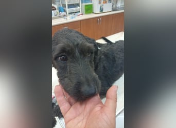 Pann, süße Labradoodle Mix Hündin geb. 09/2024