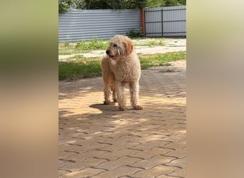 Timo, freundlicher Labradoodle  geb. 06/2024