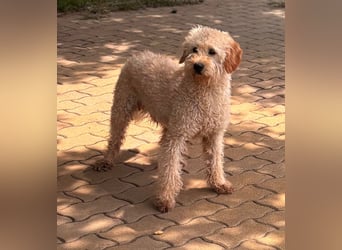 Timo, freundlicher Labradoodle  geb. 06/2024
