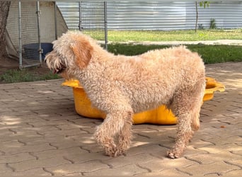 Timo, freundlicher Labradoodle  geb. 06/2024