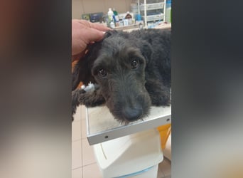 Pann, süße Labradoodle Mix Hündin geb. 09/2024