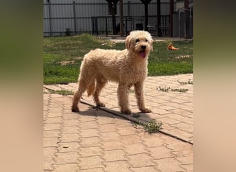 Timo, freundlicher Labradoodle  geb. 06/2024