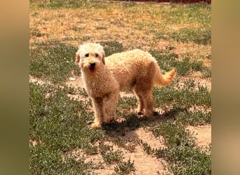 Timo, freundlicher Labradoodle  geb. 06/2024