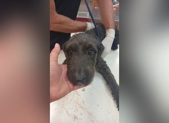 Pann, süße Labradoodle Mix Hündin geb. 09/2024