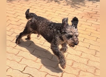 Teo, freundlicher Labradoodle geb. 06/2024