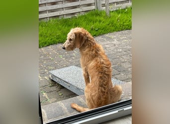 Schöne, junge Edda
