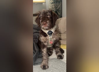 Leopard Labradoodle F1  Welpen ab sofort abzugeben