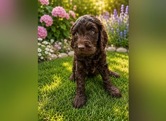 Leopard Labradoodle F1  Welpen ab sofort abzugeben