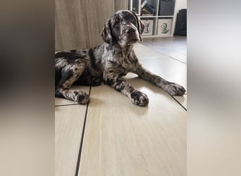 Leopard Labradoodle F1  Welpen ab sofort abzugeben