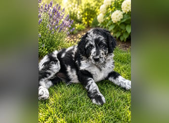 Leopard Labradoodle F1  Welpen ab sofort abzugeben