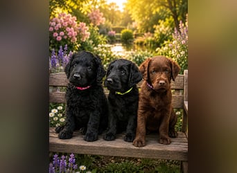 Leopard Labradoodle F1  Welpen ab sofort abzugeben