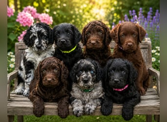 Leopard Labradoodle F1  Welpen ab sofort abzugeben