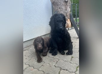 Leopard Labradoodle F1  Welpen ab sofort abzugeben