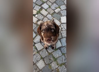 Leopard Labradoodle F1  Welpen ab sofort abzugeben