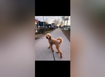 Leopard Labradoodle F1  Welpen ab sofort abzugeben