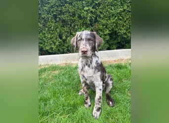 Leopard Labradoodle F1  Welpen ab sofort abzugeben