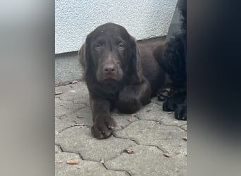 Leopard Labradoodle F1  Welpen ab sofort abzugeben