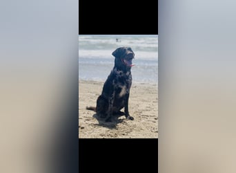 Leopard Labradoodle F1  Welpen ab sofort abzugeben