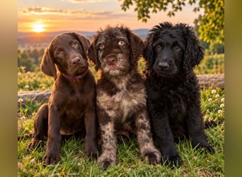 Leopard Labradoodle F1  Welpen ab sofort abzugeben stubenrein