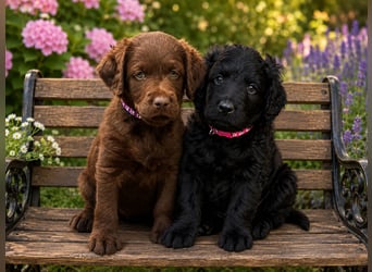Leopard Labradoodle F1  Welpen ab sofort abzugeben
