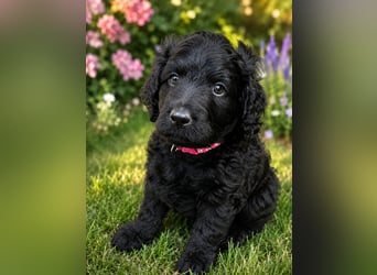 Leopard Labradoodle F1  Welpen ab sofort abzugeben