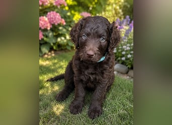 Leopard Labradoodle F1  Welpen ab sofort abzugeben