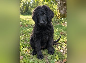  Zauberhaftes Labradoodle-Mädchen , stubenrein, voll geimpft , sucht ihr Für-immer-Zuhause 