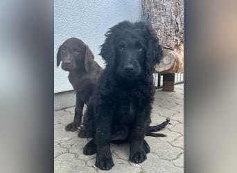 Leopard Labradoodle F1  Welpen ab sofort abzugeben
