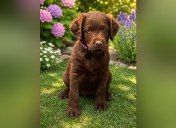 Leopard Labradoodle F1  Welpen ab sofort abzugeben