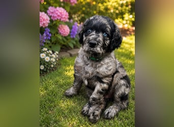 Leopard Labradoodle F1  Welpen ab sofort abzugeben