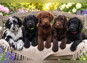 Leopard Labradoodle F1  Welpen ab sofort abzugeben