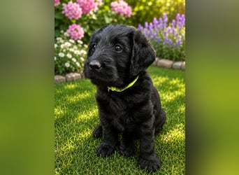 Leopard Labradoodle F1  Welpen ab sofort abzugeben
