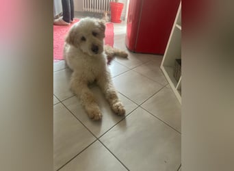 Labradoodle - Mix Tino sucht sein Zuhause